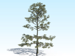 oak 05 3D Model