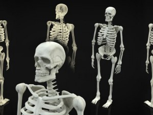 skeleton full body 3D 모델