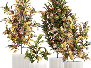 Collection of white potted plants of small Croton trees 1445 3D Модель