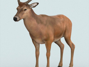 realistic wollaton deer Modelo 3D