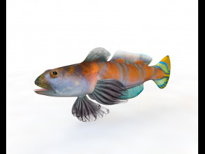 shrimp goby fish low poly Model 3D