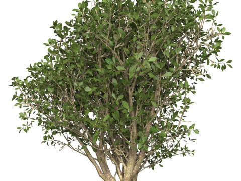 Game Ready Plant Bush 03 Modelo 3D