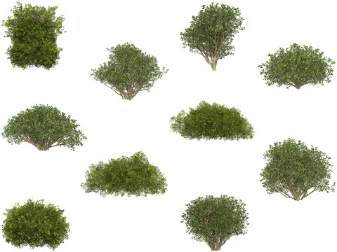 10 Game Ready Plant Bush Collection 3D Модель