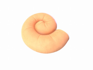 ammonite 3D Model