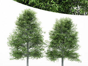 2diffrent tree shingle oak 3 trees models in the scene Model 3D
