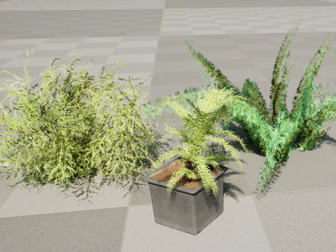 Foxtail Fern 3D Модель