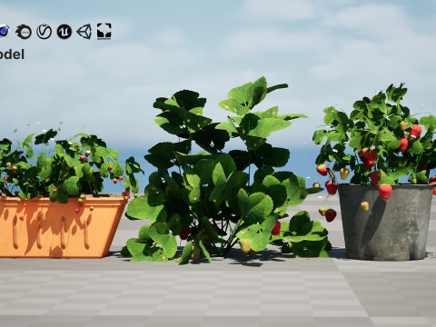 3D Strawberry Plant Collection 3D 모델