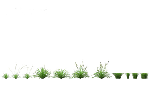 Lolium perenne - Perennial ryegrass 3D Модель