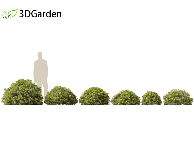 Pittosporum tobira - Japanese pittosporum 02 3D-Modell .c4d .max .obj .3ds .fbx .stl .blend