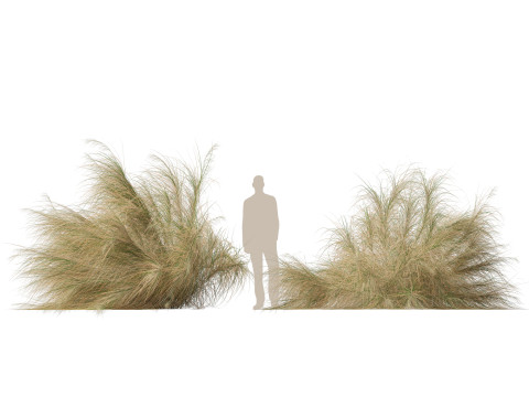 HighpolyLowpoly Austrostipa ramosissima Stout Bamboo Grass 3D Model
