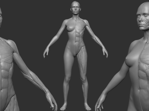 Ecorche female 3D Принт Модель